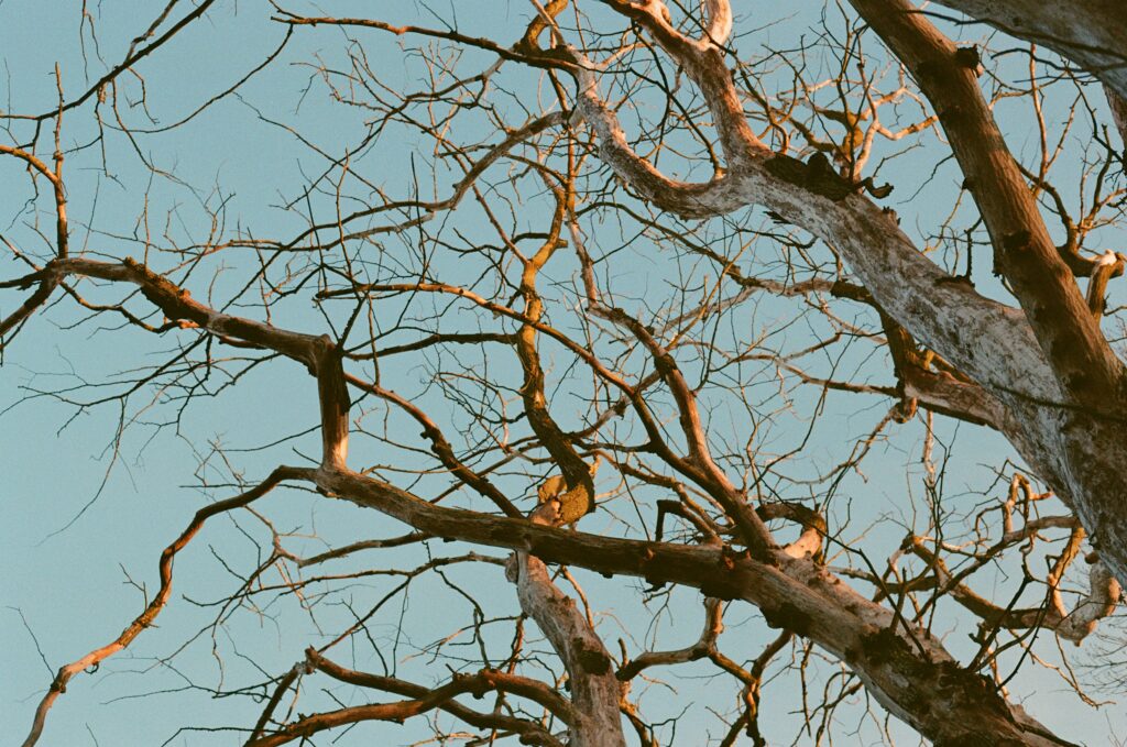 Bare tree branches against a clear blue sky.