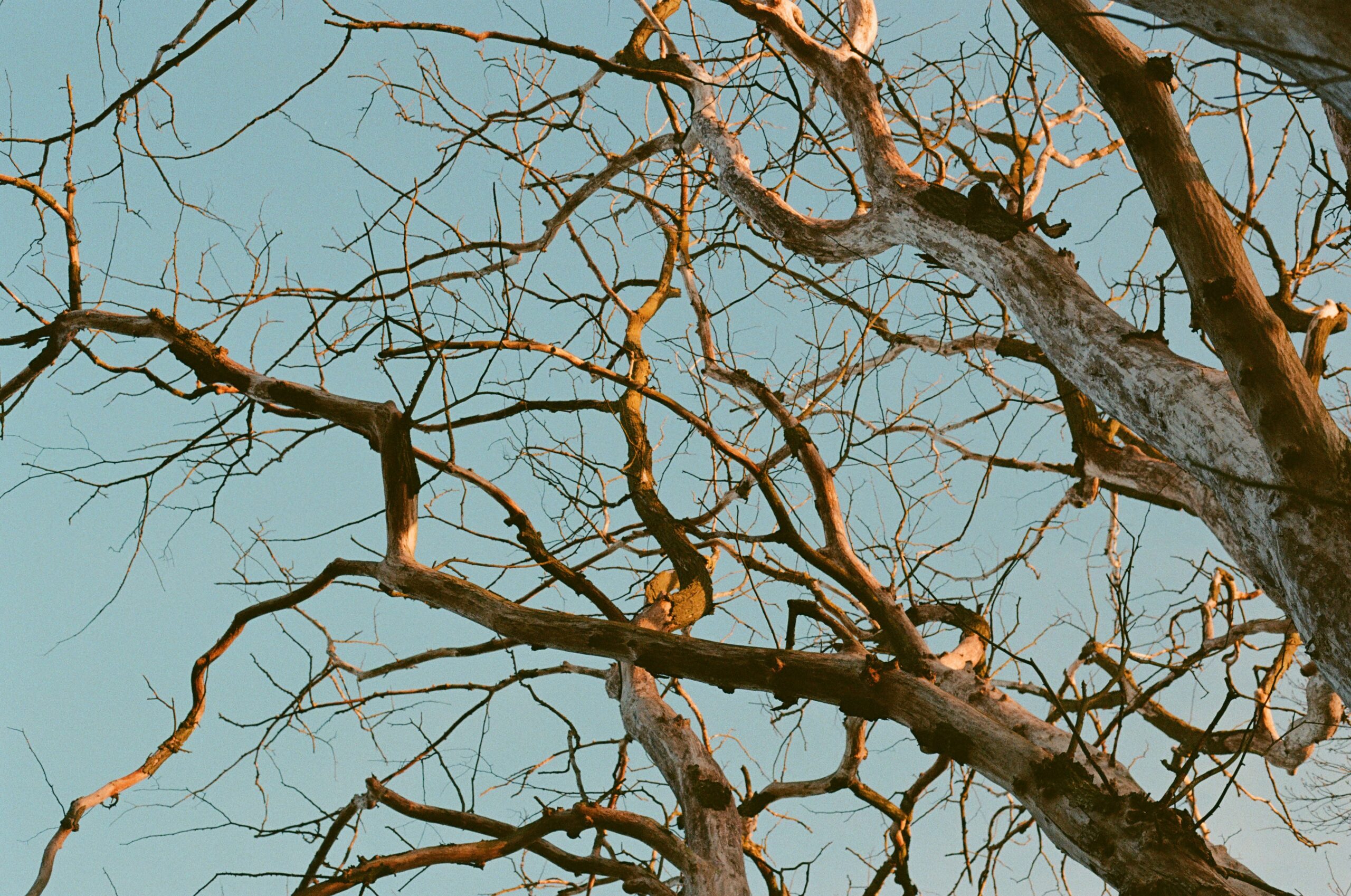 Bare tree branches against a clear blue sky.